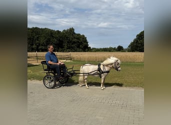 Poneys Shetland, Hongre, 6 Ans, 90 cm