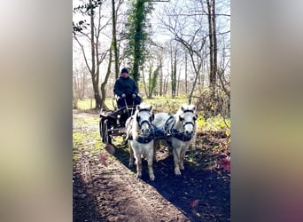 Poneys Shetland, Hongre, 6 Ans, 95 cm, Palomino