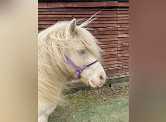 Poneys Shetland, Hongre, 7 Ans, 100 cm, Cremello