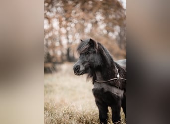 Poneys Shetland, Hongre, 7 Ans, 105 cm, Bai brun foncé