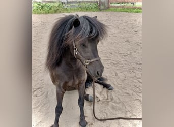 Poneys Shetland, Hongre, 7 Ans, 105 cm, Bai brun foncé