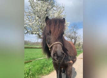 Poneys Shetland, Hongre, 7 Ans, 105 cm, Bai brun foncé