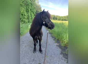 Poneys Shetland, Hongre, 7 Ans, 105 cm, Bai brun foncé