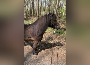 Poneys Shetland, Hongre, 7 Ans, 105 cm, Bai brun foncé