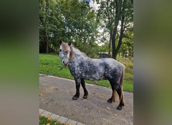 Poneys Shetland, Hongre, 7 Ans, 110 cm, Gris pommelé