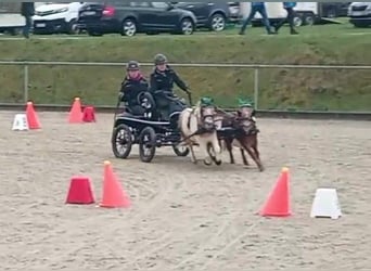 Poneys Shetland, Hongre, 7 Ans, 94 cm