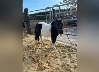 Poneys Shetland, Hongre, 7 Ans, 96 cm, Pinto