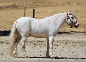 Poneys Shetland, Hongre, 7 Ans, Blanc