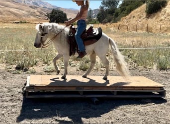 Poneys Shetland, Hongre, 7 Ans, Blanc