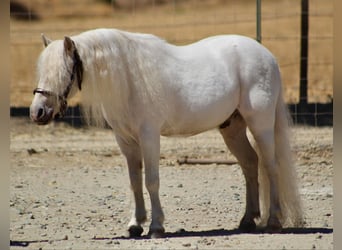 Poneys Shetland, Hongre, 7 Ans, Blanc