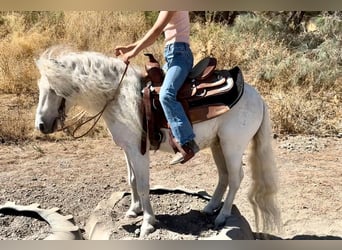 Poneys Shetland, Hongre, 7 Ans, Blanc
