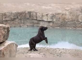 Poneys Shetland, Hongre, 8 Ans, 92 cm, Noir