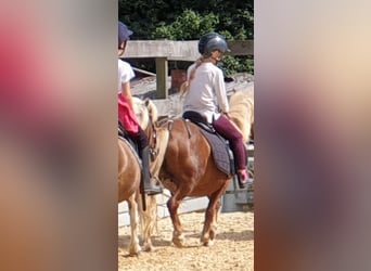 Poneys Shetland, Jument, 10 Ans, 106 cm, Alezan