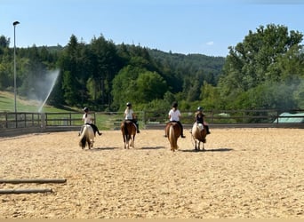 Poneys Shetland, Jument, 10 Ans, 106 cm, Alezan