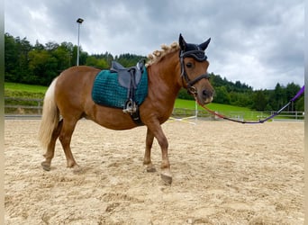 Poneys Shetland, Jument, 10 Ans, 106 cm, Alezan