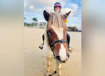 Poneys Shetland, Jument, 10 Ans, 108 cm
