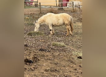 Poneys Shetland, Jument, 10 Ans, 142 cm, Gris