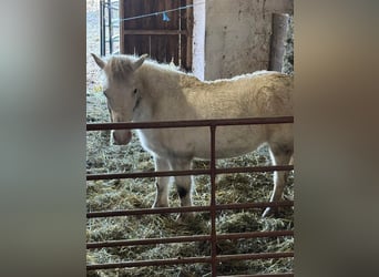 Poneys Shetland, Jument, 10 Ans, 142 cm, Gris