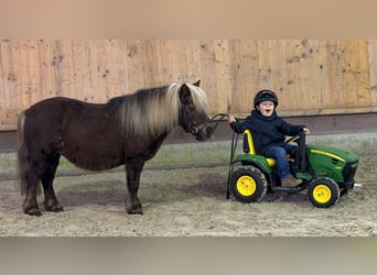 Poneys Shetland, Jument, 10 Ans, 80 cm, Alezan brûlé