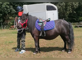 Poneys Shetland, Jument, 10 Ans, 90 cm, Noir