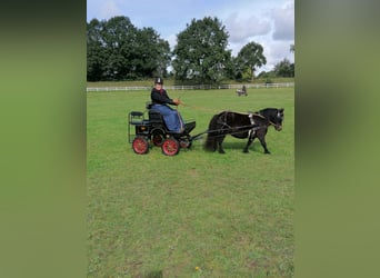 Poneys Shetland, Jument, 10 Ans, 97 cm, Bai brun