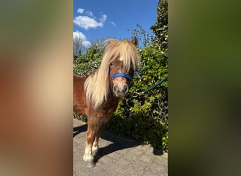 Poneys Shetland, Jument, 11 Ans, 100 cm, Palomino