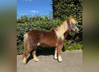 Poneys Shetland, Jument, 11 Ans, 100 cm, Palomino