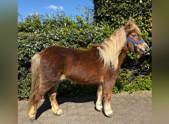 Poneys Shetland, Jument, 11 Ans, 100 cm, Palomino