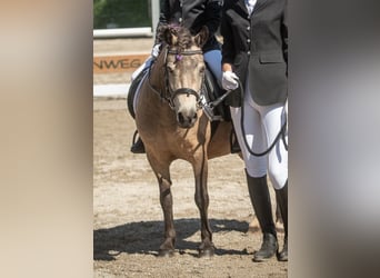Poneys Shetland, Jument, 11 Ans, 110 cm, Buckskin