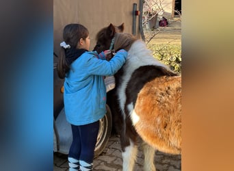 Poneys Shetland, Jument, 11 Ans, 110 cm, Pinto