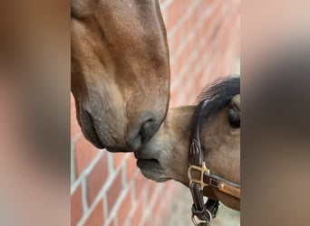 Poneys Shetland, Jument, 11 Ans, 88 cm, Bai