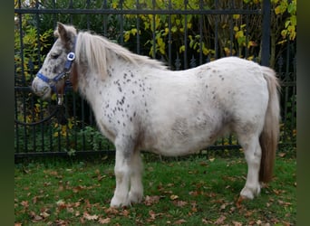 Poneys Shetland, Jument, 11 Ans, 90 cm