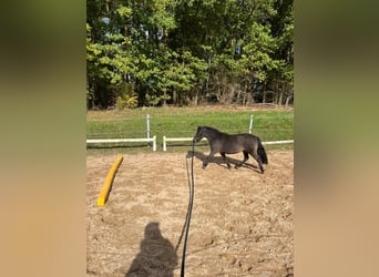 Poneys Shetland, Jument, 11 Ans, 93 cm, Bai