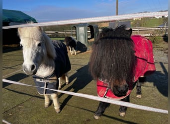 Poneys Shetland, Jument, 11 Ans, 93 cm, Bai