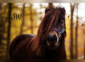 Poneys Shetland, Jument, 11 Ans, 93 cm, Bai