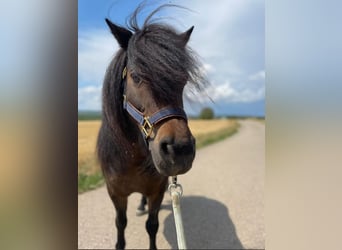 Poneys Shetland, Jument, 11 Ans, 93 cm, Bai