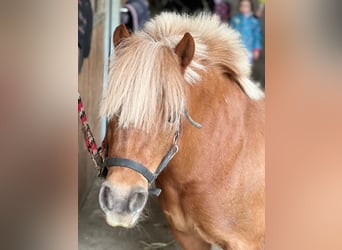 Poneys Shetland, Jument, 11 Ans, 96 cm, Alezan
