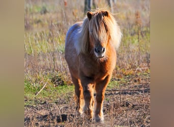 Poneys Shetland, Jument, 11 Ans, 97 cm, Alezan