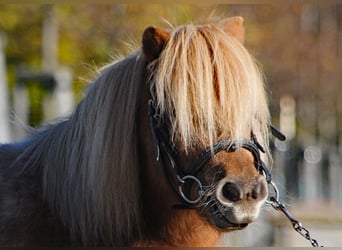 Poneys Shetland, Jument, 11 Ans, 97 cm, Alezan