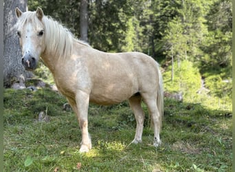 Poneys Shetland, Jument, 12 Ans, 100 cm, Palomino