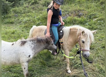 Poneys Shetland, Jument, 12 Ans, 100 cm, Palomino