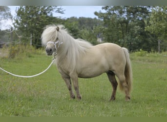 Poneys Shetland, Jument, 12 Ans, 80 cm, Palomino