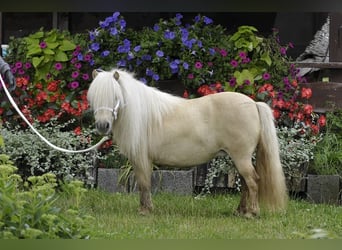 Poneys Shetland, Jument, 12 Ans, 80 cm, Palomino