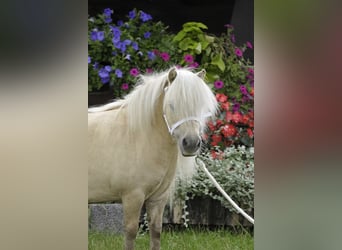 Poneys Shetland, Jument, 12 Ans, 80 cm, Palomino