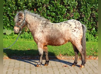 Poneys Shetland, Jument, 12 Ans, 90 cm, Léopard