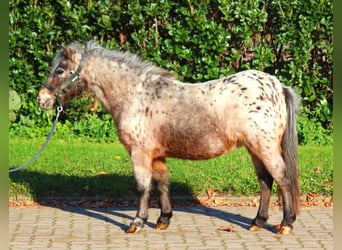 Poneys Shetland, Jument, 12 Ans, 90 cm, Léopard