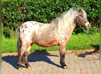 Poneys Shetland, Jument, 12 Ans, 90 cm, Léopard