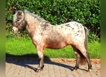 Poneys Shetland, Jument, 12 Ans, 90 cm, Léopard