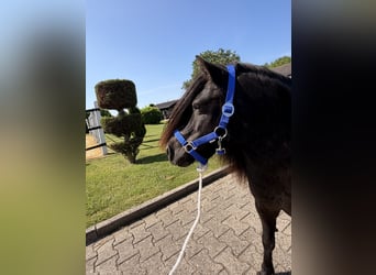 Poneys Shetland, Jument, 12 Ans
