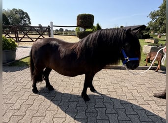 Poneys Shetland, Jument, 12 Ans